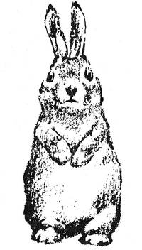 Stempel Hase Stempel Hase