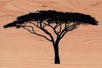 Stempel Akazien Stempel Akazien