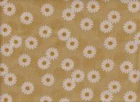 Daisy mustard Daisy mustard