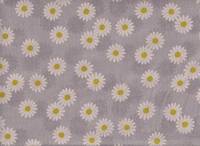 Daisy gray Daisy gray
