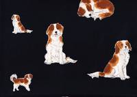 Kooikerhondje schwarz Kooikerhondje schwarz