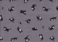 Katze Feline grau Katze Feline grau