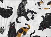 Katzen weiß Katzen weiß