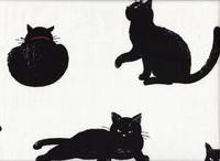 Katzen groß weiß Katzen groß weiß