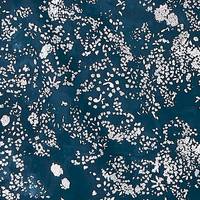 nani IRO Lei nani C nani IRO Lei nani C