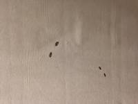 Katzen grün Katzen grün