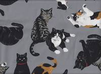 Katzen grau Katzen grau