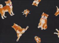 Shiba Inu schwarz Shiba Inu schwarz