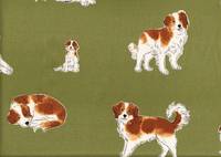 Kooikerhondje grün Kooikerhondje grün