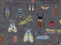 Insect Encyclopedia grau