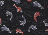 Koi klein schwarz Koi klein schwarz