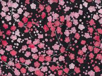 Ume schwarz Ume schwarz