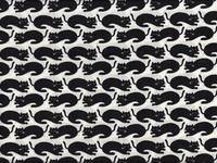 Katzen weiß Katzen weiß