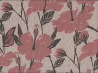 Hibiskus rosa Hibiskus rosa