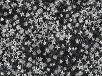 Blumenwiese schwarz Blumenwiese schwarz