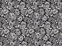 Daisy schwarz Daisy schwarz