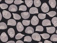 Igel schwarz Igel schwarz