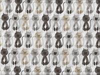 Katzen weiß Katzen weiß