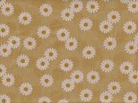 Daisy mustard Daisy mustard