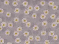 Daisy gray Daisy gray