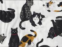 Katzen weiß Katzen weiß