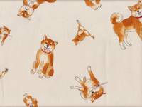 Shiba Inu creme Shiba Inu creme
