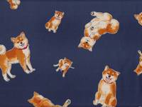 Shiba Inu blau Shiba Inu blau