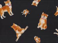 Shiba Inu schwarz Shiba Inu schwarz