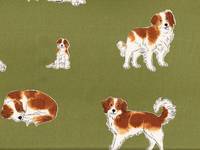 Kooikerhondje grün Kooikerhondje grün