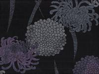 Chrysantheme schwarz