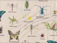 Insect Encyclopedia II natur