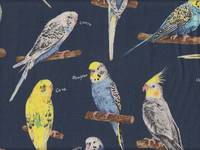 Parakeet blue Parakeet blue