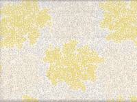 Dolden weiß Dolden weiß