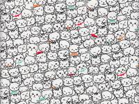 Katzen weiß Katzen weiß