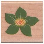 Stempel Seerose Stempel Seerose