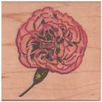 Stempel Nelke Stempel Nelke