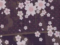 Wachstuch Sakura lila Wachstuch Sakura lila