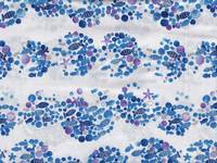 Wachstuch Fische blau Wachstuch Fische blau