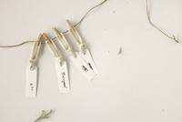 Cotton ribbon - 14 Lace Cotton ribbon - 14 Lace