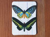 Magnet Butterflies 21