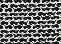 Katzen weiß Katzen weiß