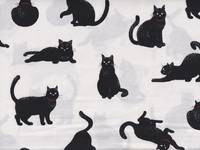 Katzen weiß Katzen weiß