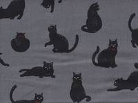 Katzen grau Katzen grau