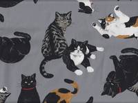 Katzen grau Katzen grau