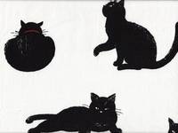 Katzen groß weiß Katzen groß weiß