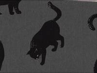 Katzen groß grau Katzen groß grau