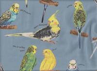 Parakeet light blue Parakeet light blue