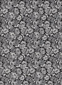 Daisy schwarz Daisy schwarz