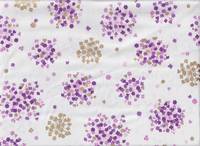 Hanabi flower purple Hanabi flower purple