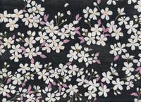 Sakura schwarz Sakura schwarz